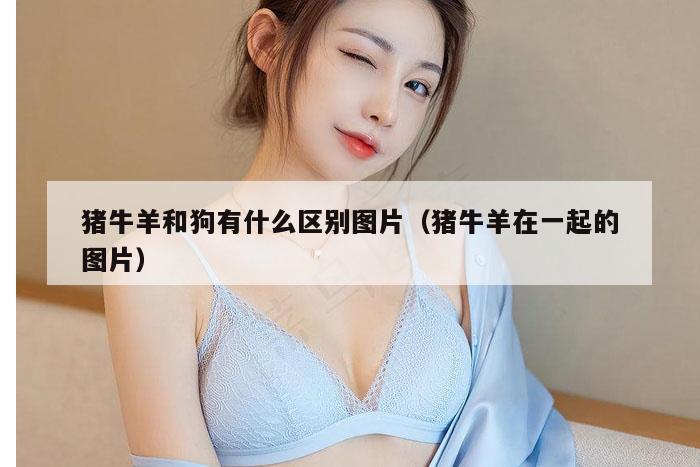 猪牛羊和狗有什么区别图片（猪牛羊在一起的图片）